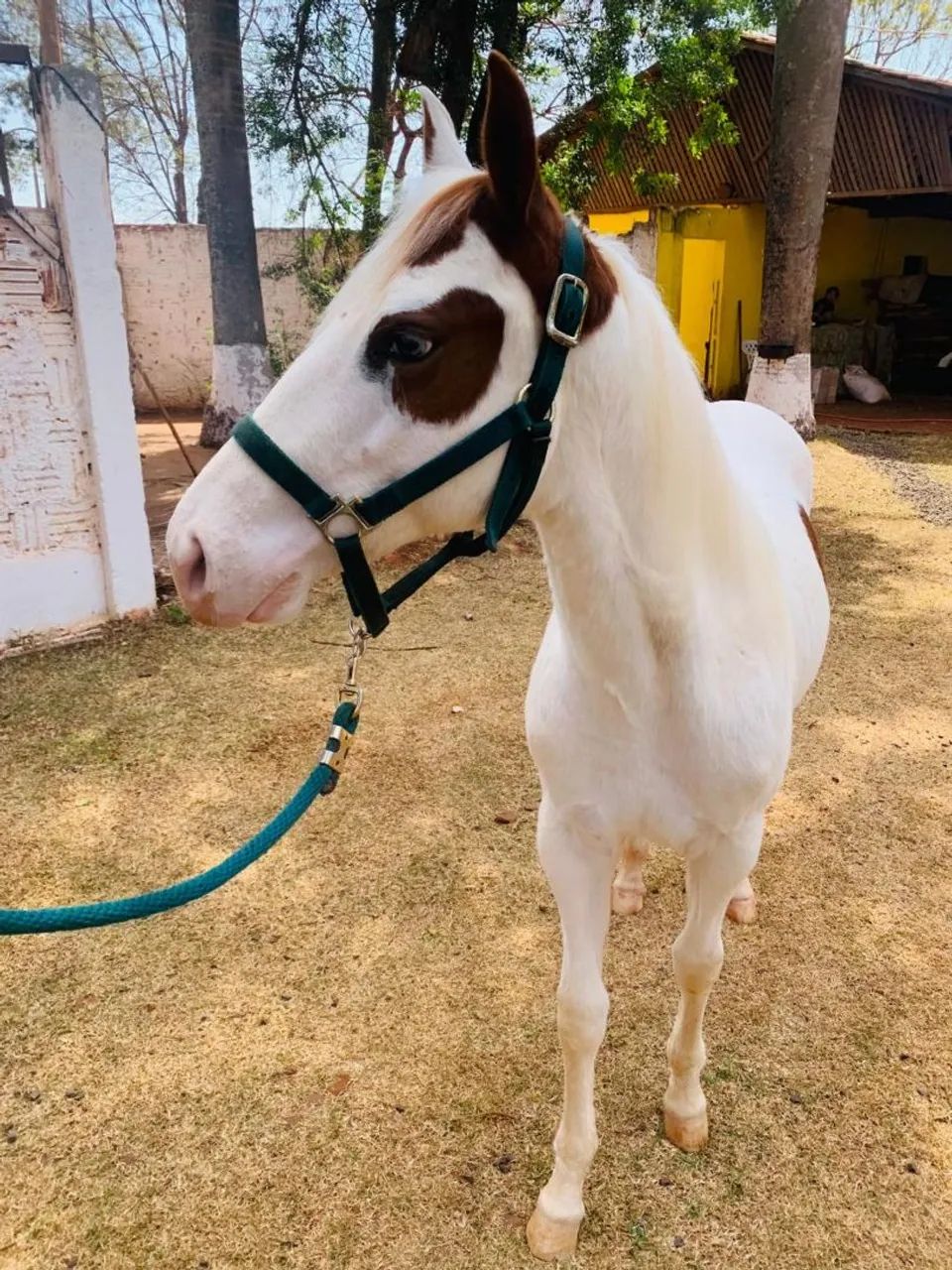 CAVALO POTRO PAINT HORSE P.O - Foto 5