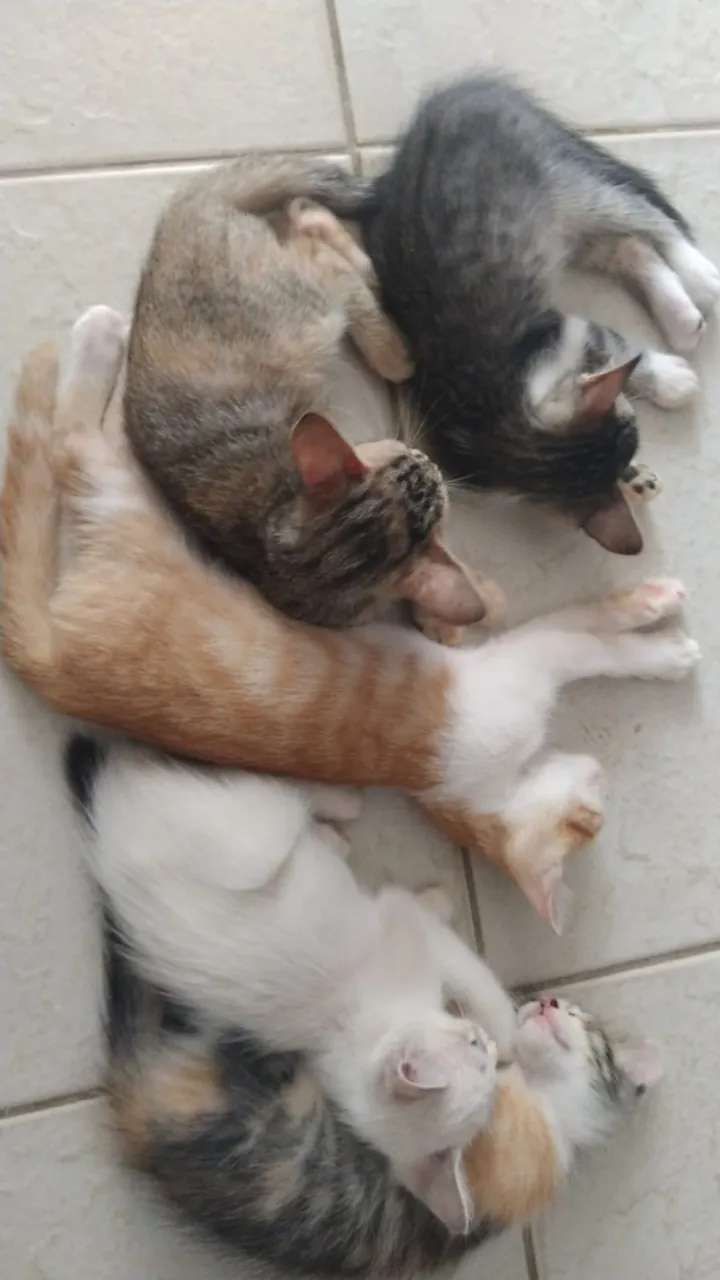 Gatos filhotes para doar.