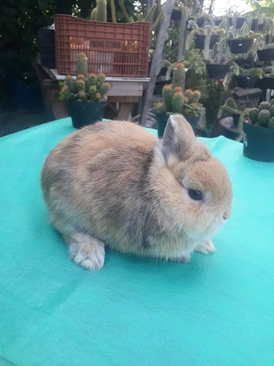 Coelho anão importado harlequim padrão show  - Foto 6