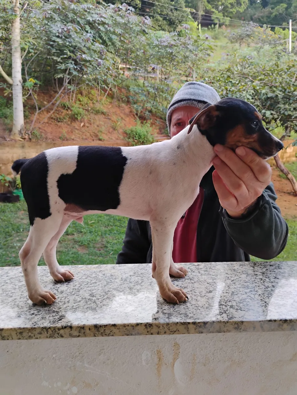 Filhotes de Fox Paulistinha, Terrier Brasileiro