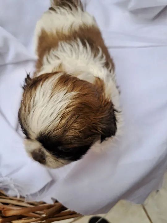 Filhote Shih Tzu