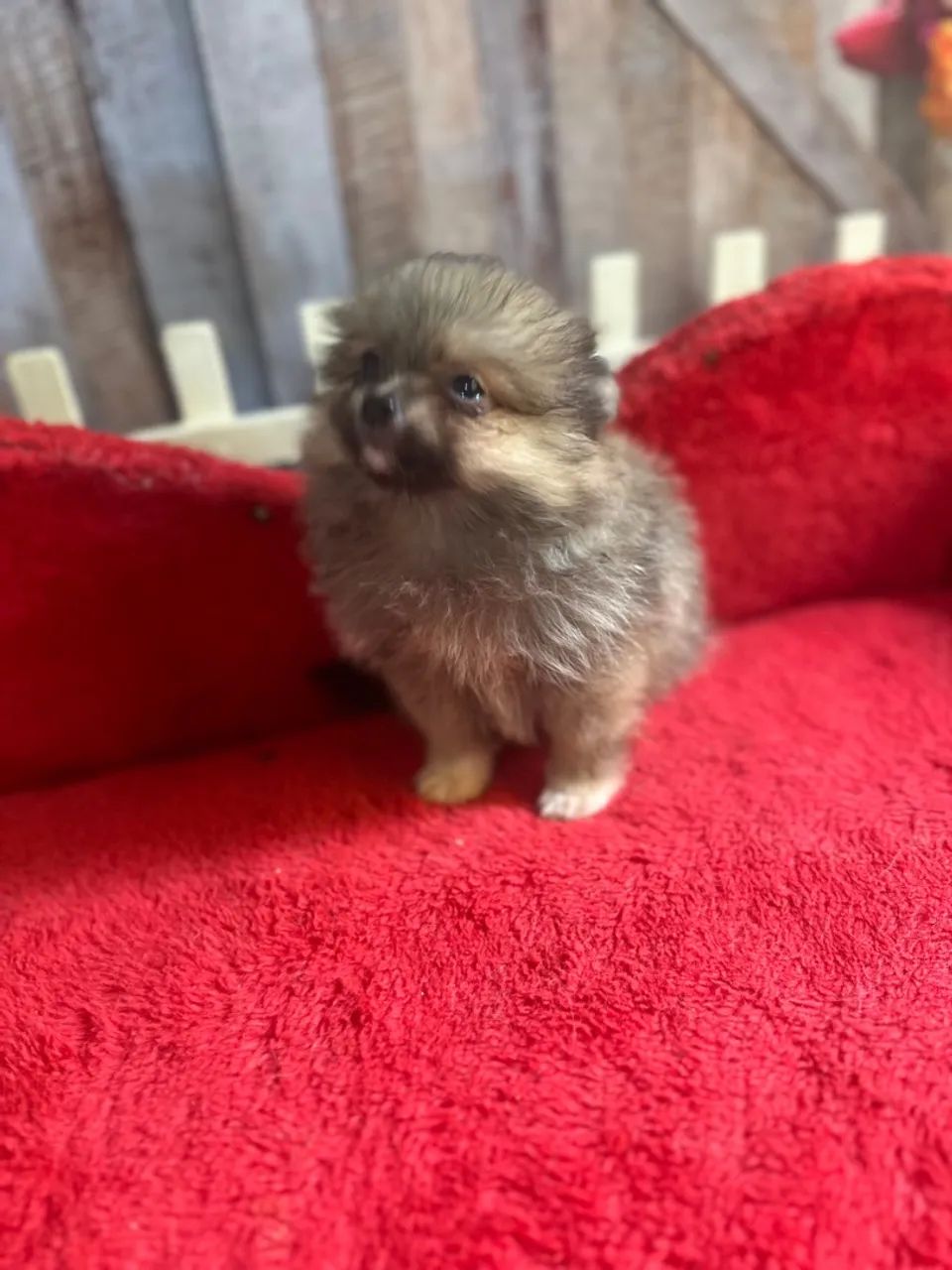 Spitz alemao fêmea - Foto 6