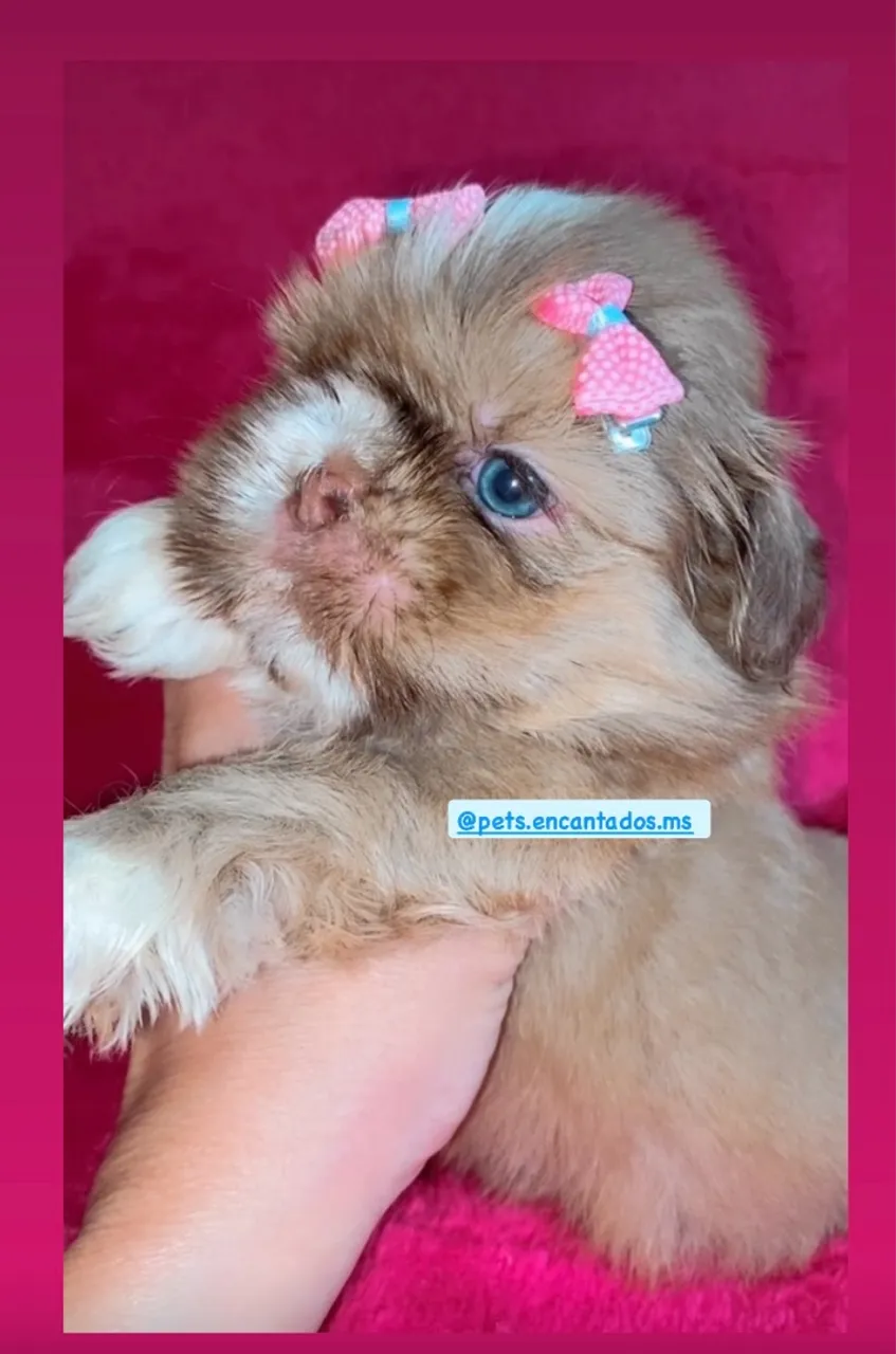 Filhotinho Shih Tzu fêmea disponível para venda