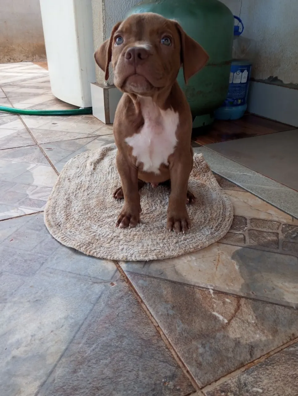 American Bully Pit Bull 