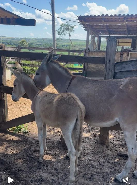 Jumenta ruana parida de fêmea 