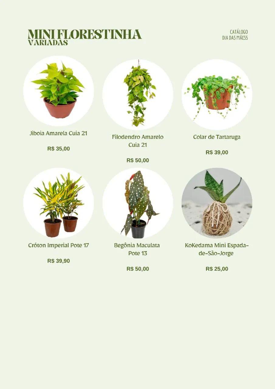 Plantas para Dia das Mães: suculentas, orquídeas, plantas ornamentais, ervas, kokedamas... - Foto 5
