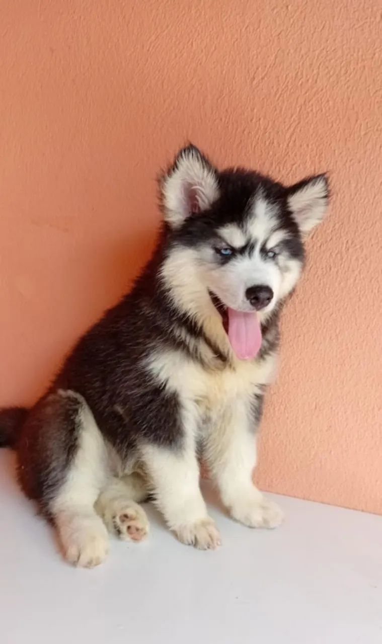 Husky siberiano macho disponível  - Foto 4