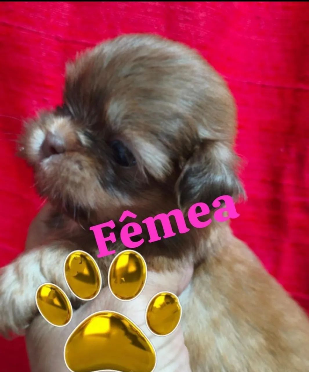 Filhotes shihtzu - Foto 2
