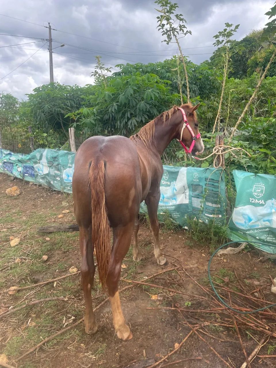 Potro qm a venda  - Foto 3