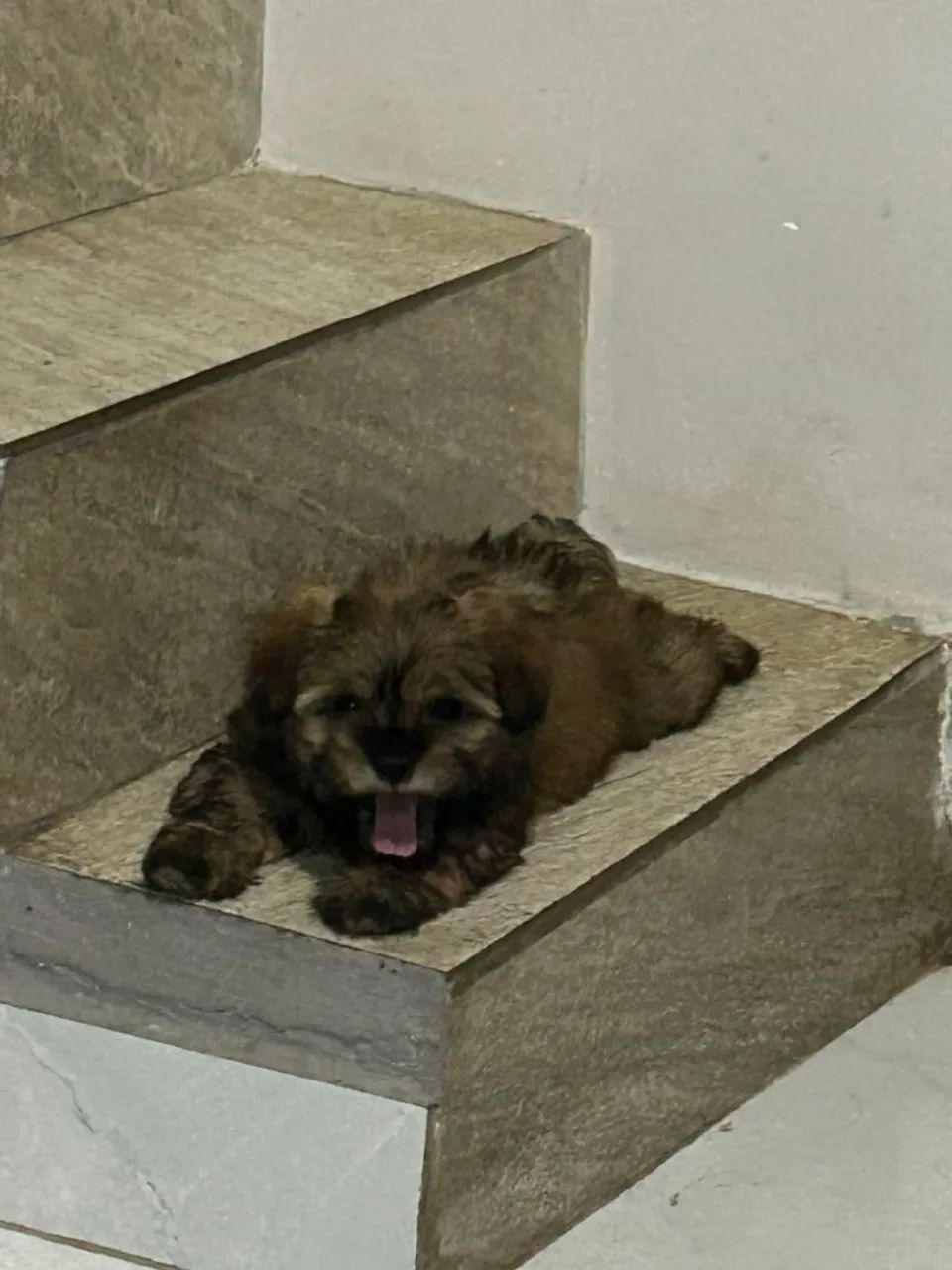 Lhasa Apso macho 