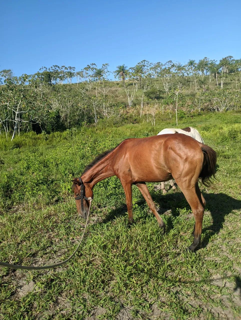 Vendo poda - Foto 3