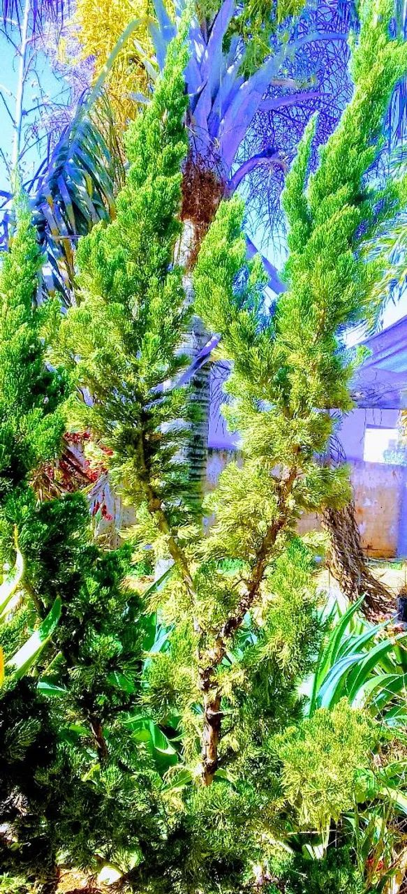 Planta 