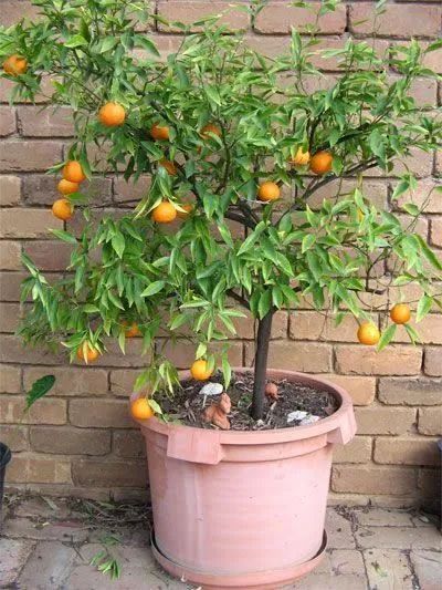 Frutiferas em vaso