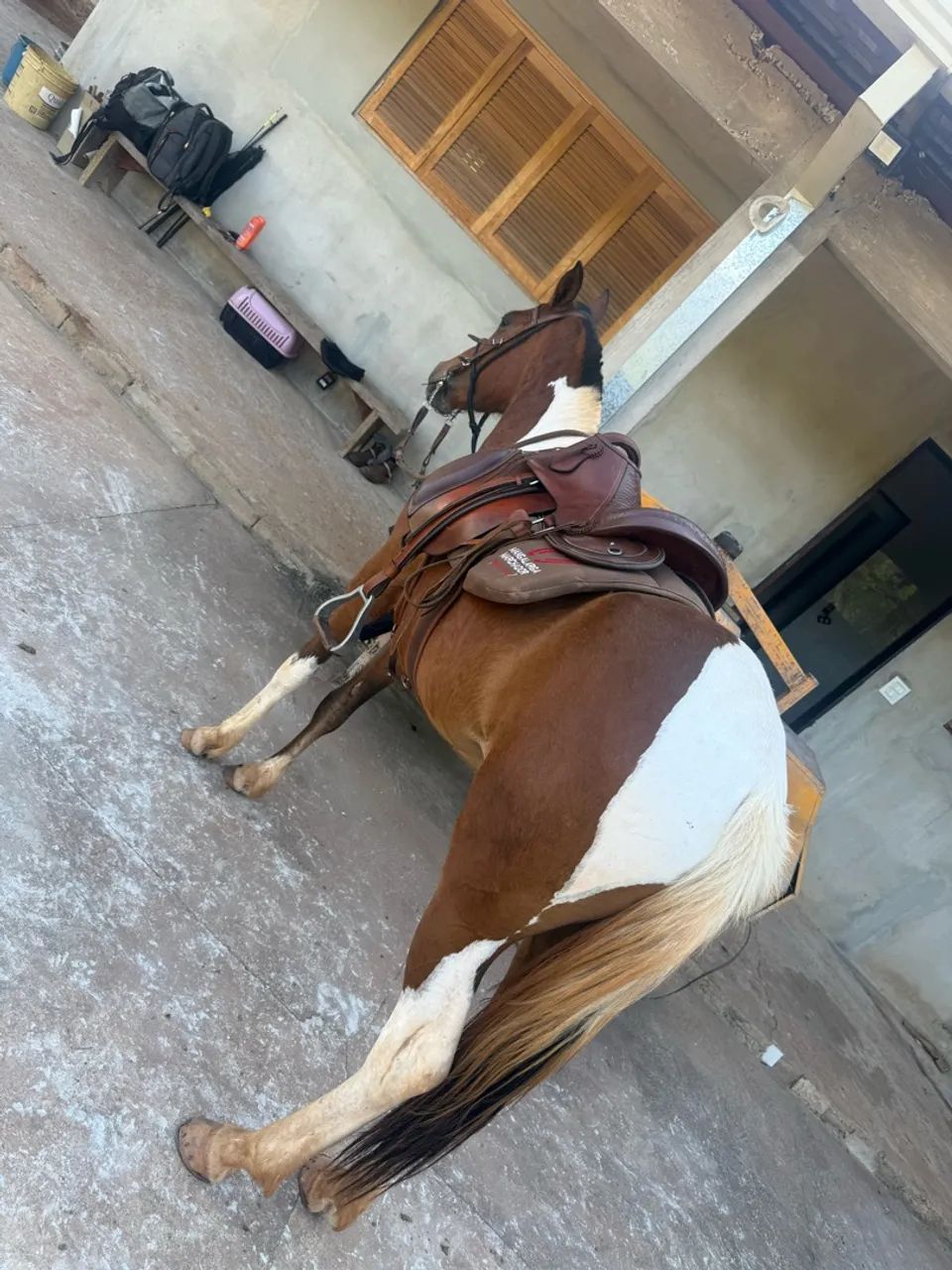 Égua  - Foto 3