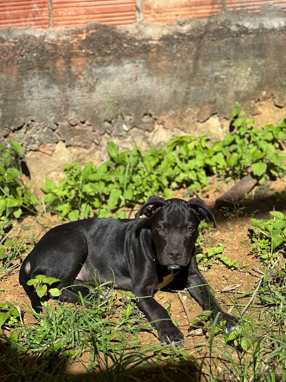 Mãe mestiça e pai pitbull - Foto 2
