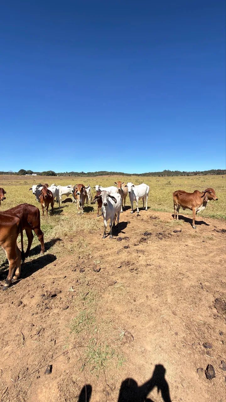 Vendo 2 lote de gados  - Foto 3