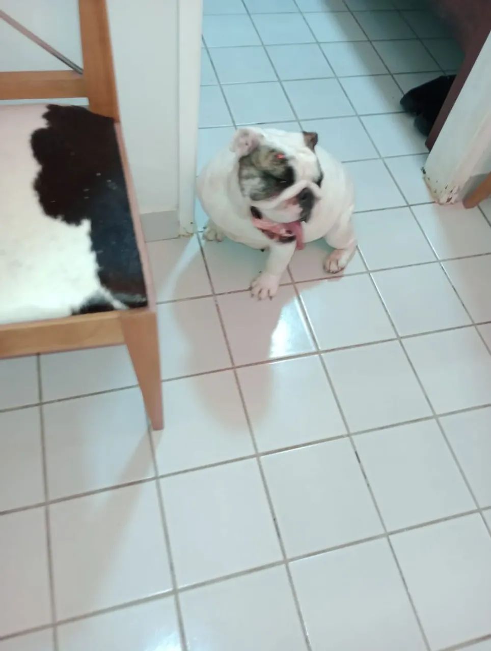 Buldog inglês  - Foto 3