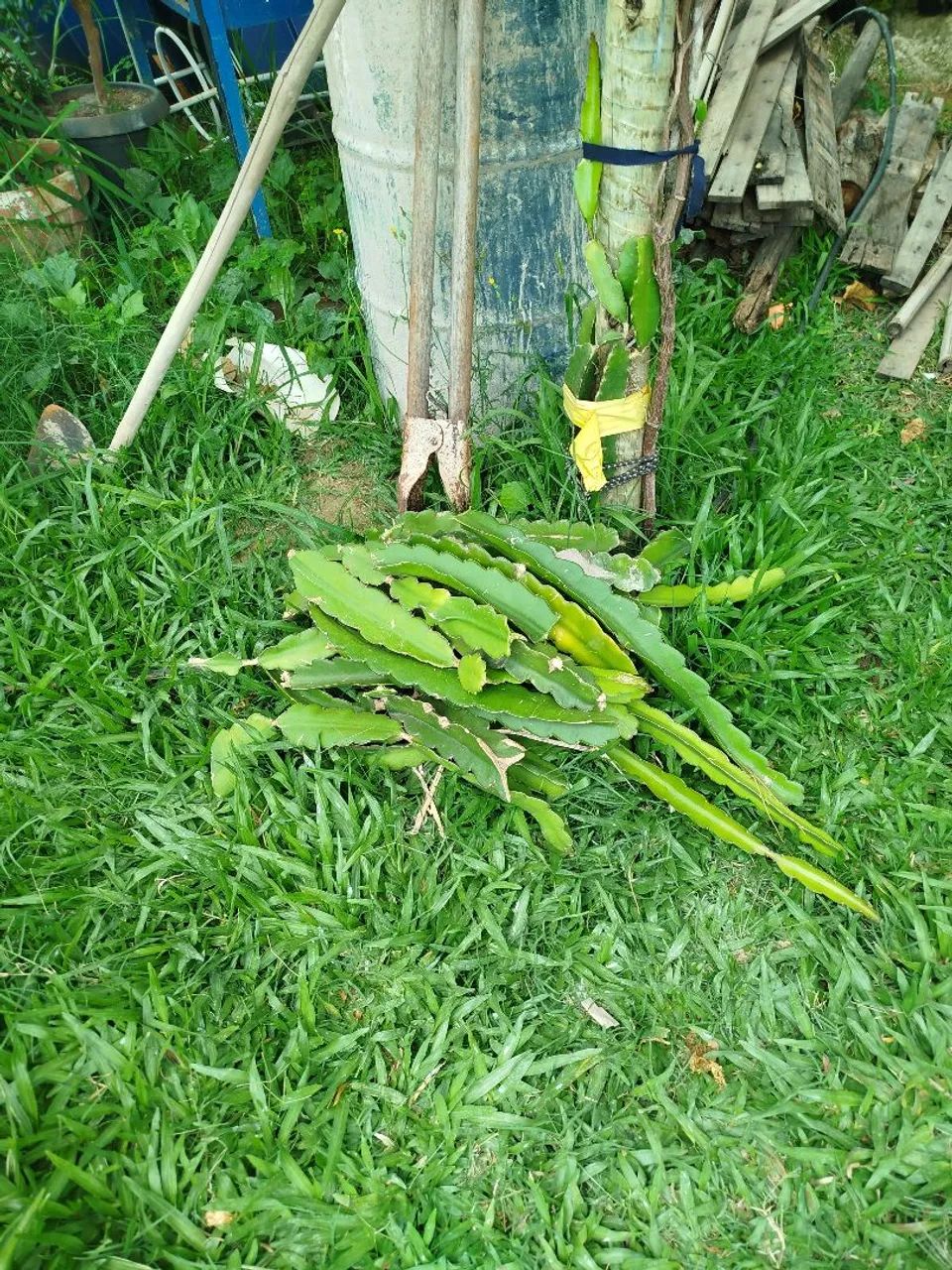 Mudas de pitaya  - Foto 2