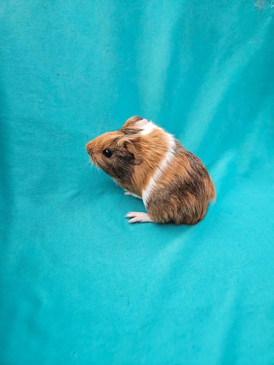 Filhotes de porquinho da índia  - Foto 4