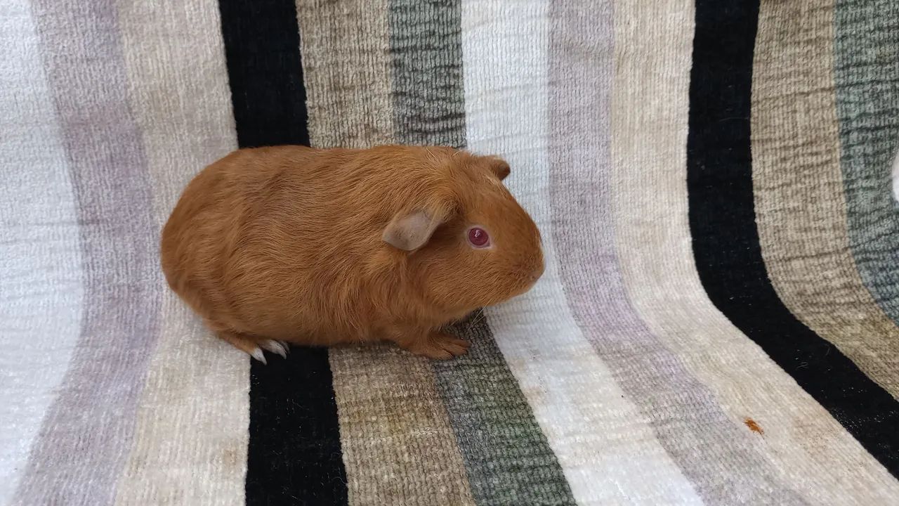 porquinho da índia 