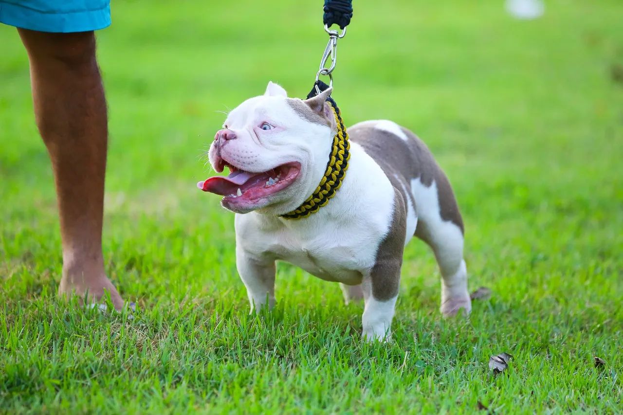 American Bully - Foto 2