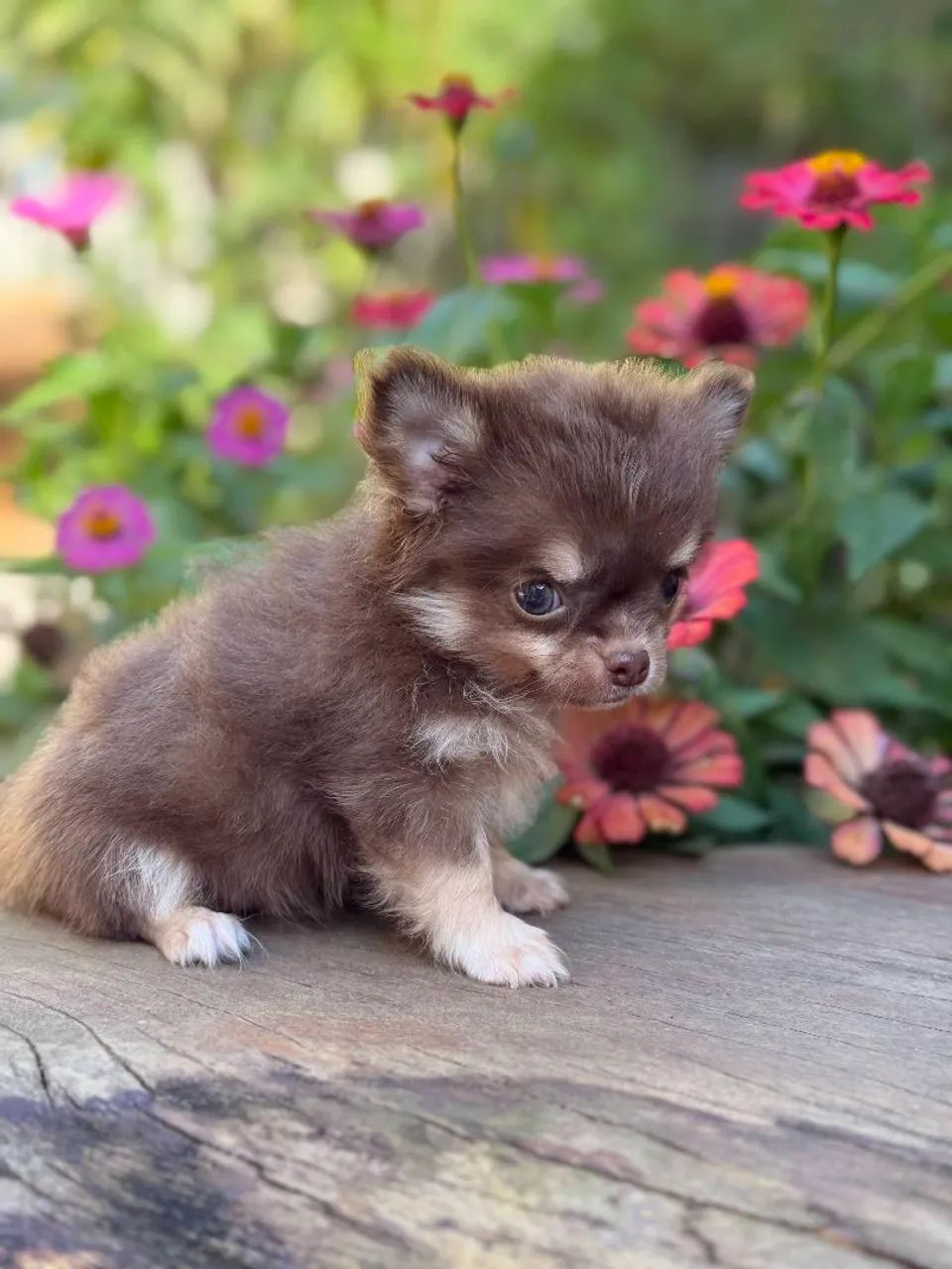 Chihuahua macho - Foto 4