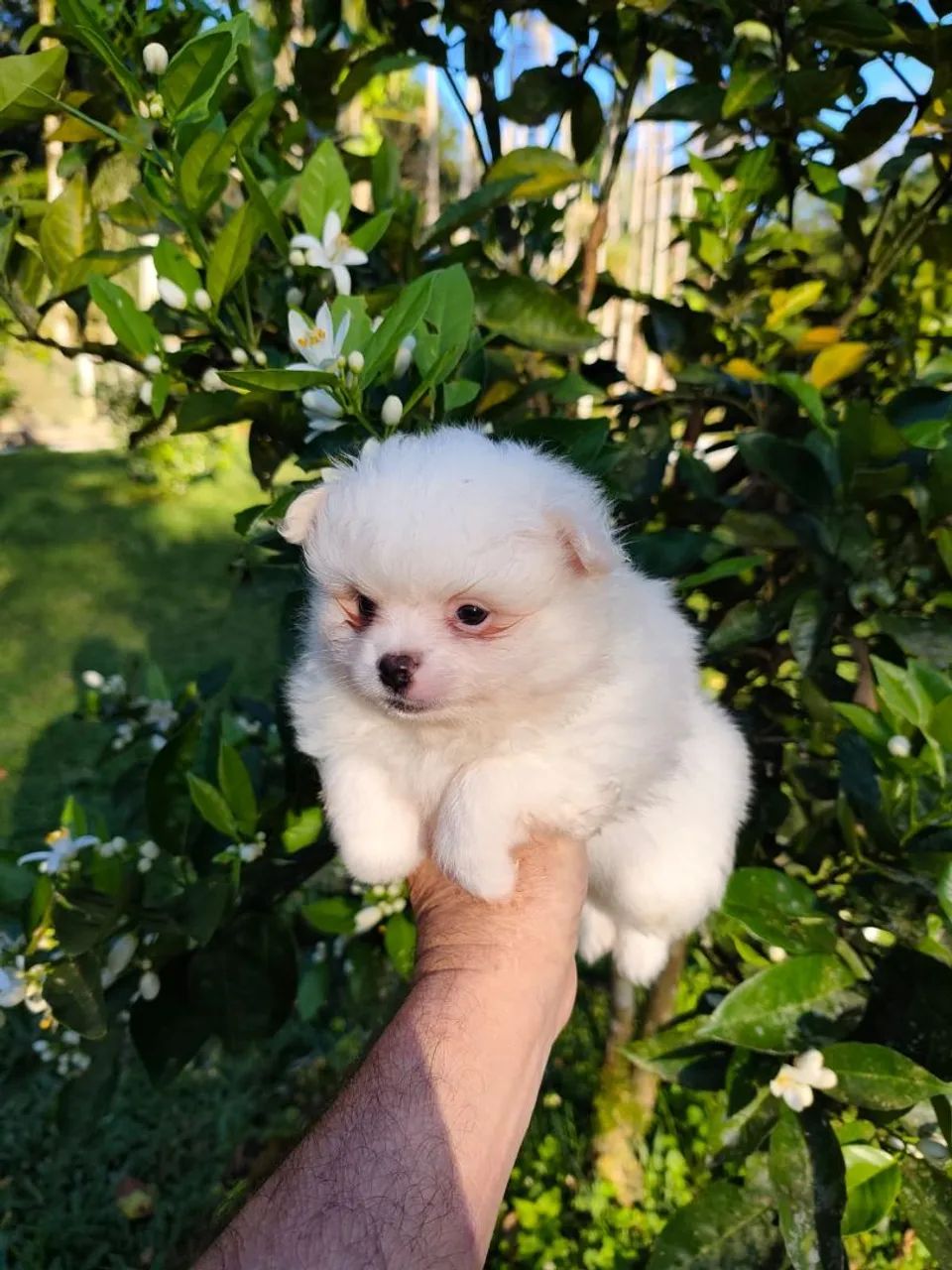 Spitz Alemão macho branco  - Foto 2