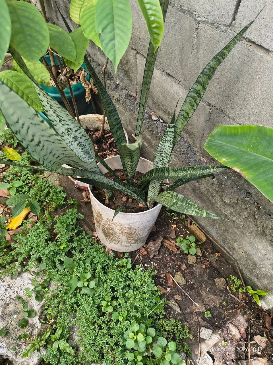 Plantas frutíferas  - Foto 3