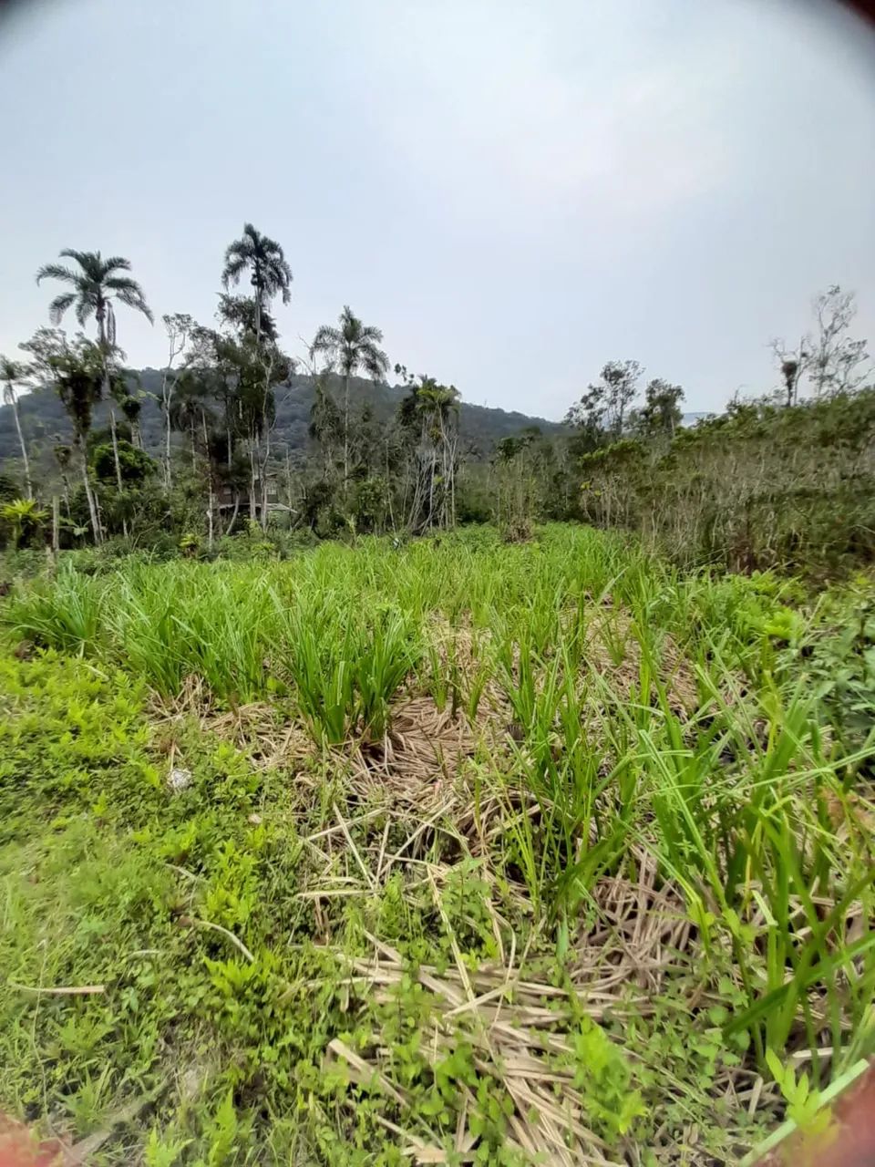 Foto - São Paulo - Jardim Maringá