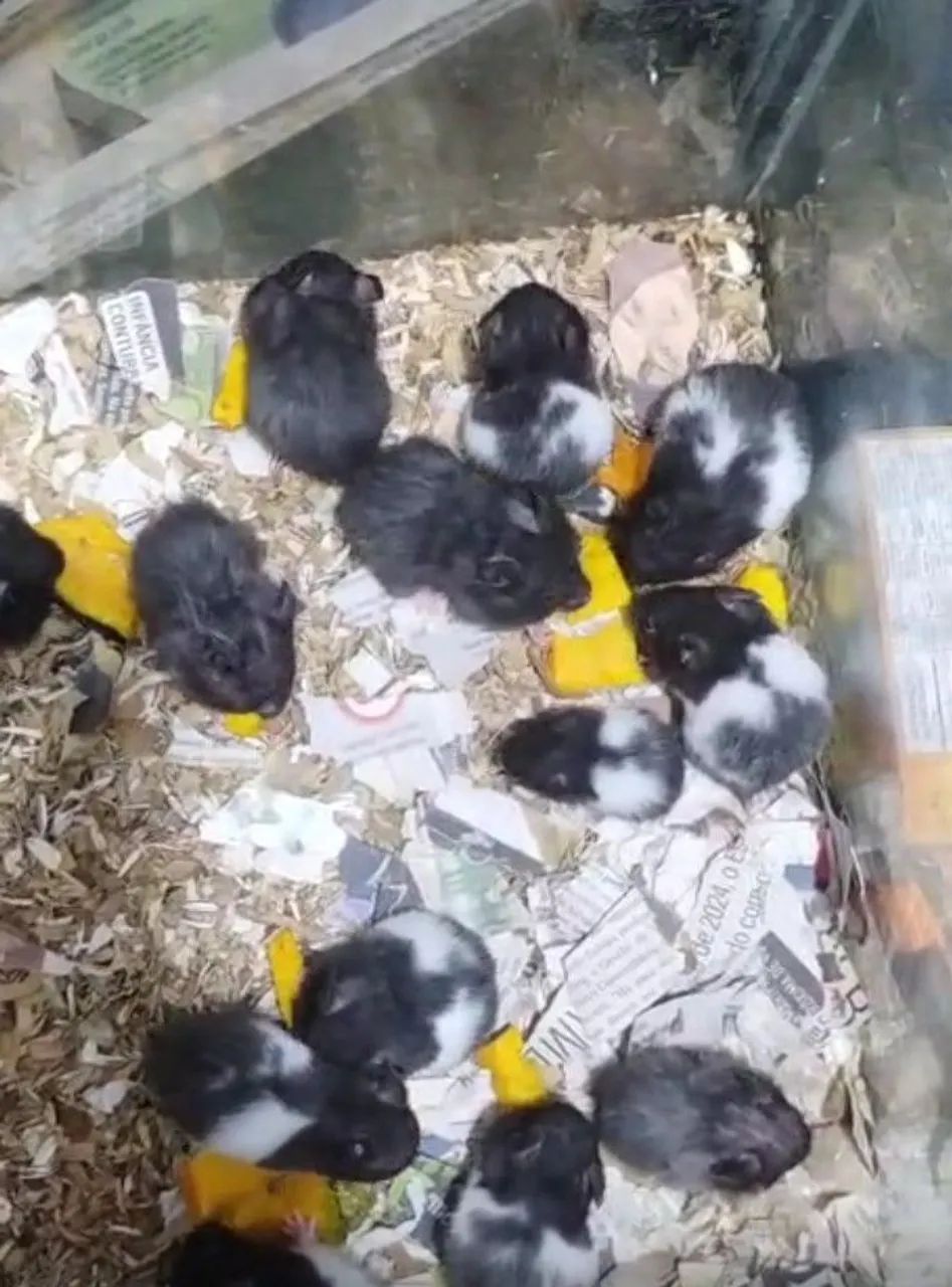 Hamster  - Foto 2