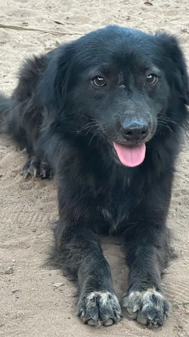 Boder collie macho 
