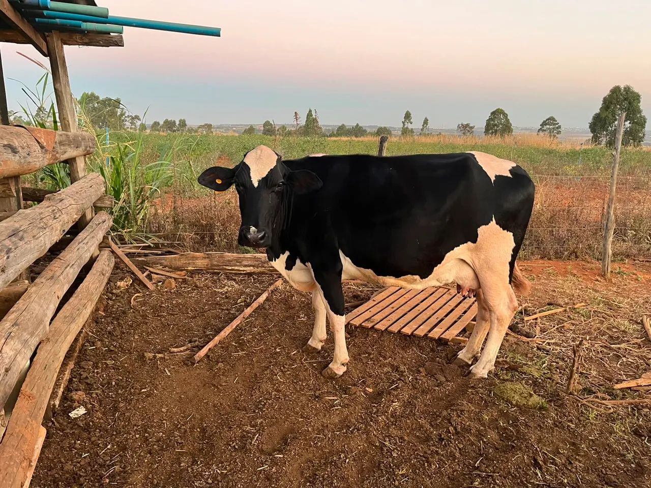 Vacas - Foto 3