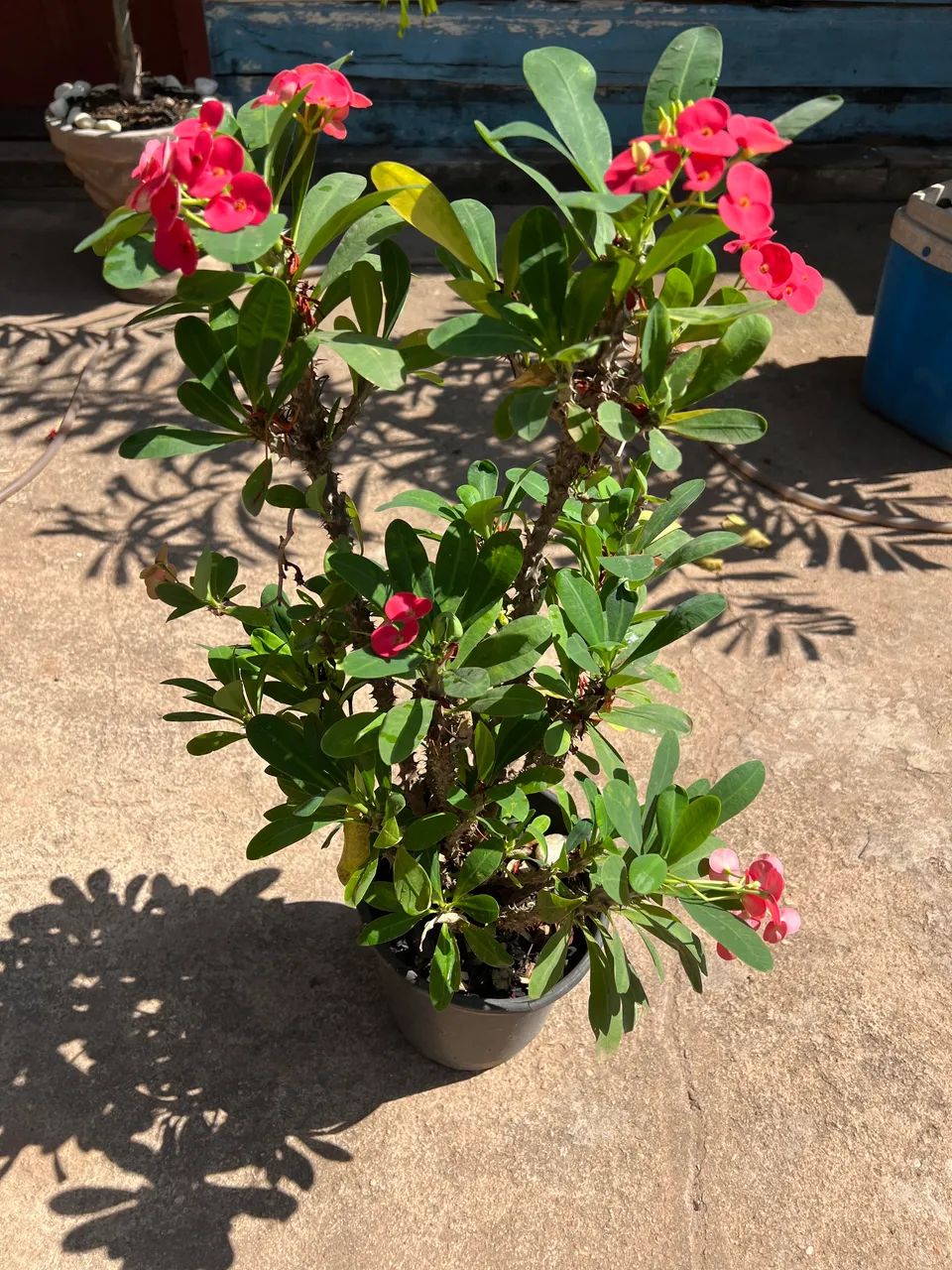 Plantas a venda  - Foto 2