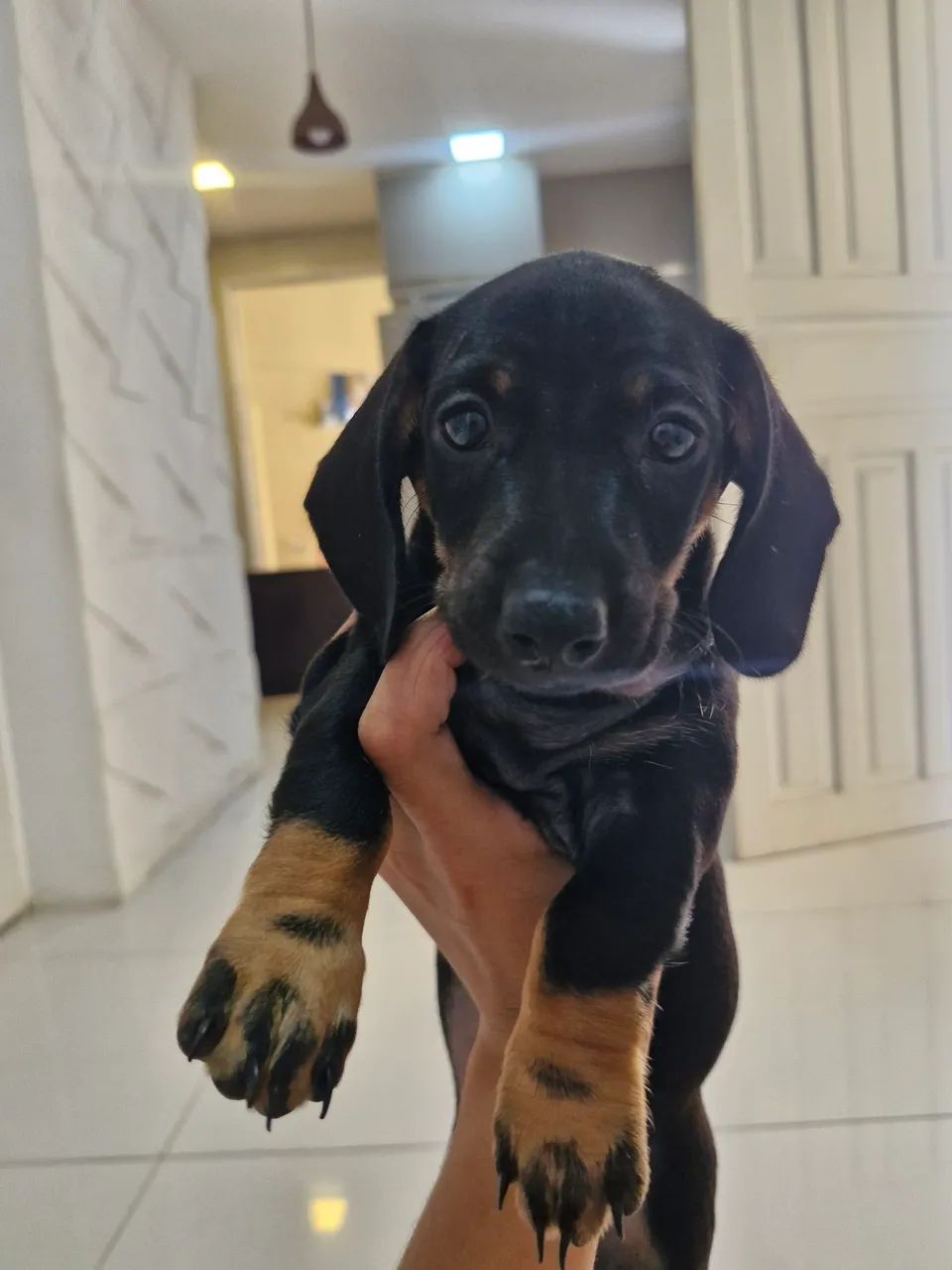 Cachorra salsicha (dachshund) - Foto 4