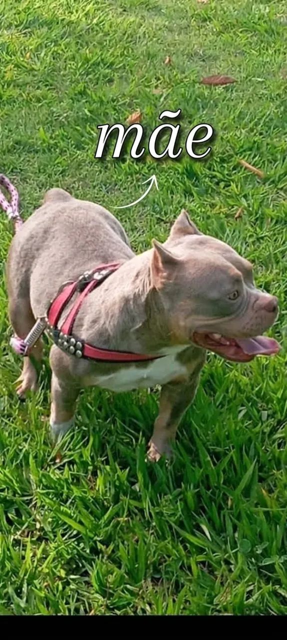 Filhote American Bully - 2 meses ? - Foto 5