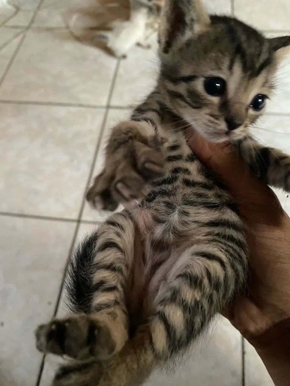 Doa se gatinhos