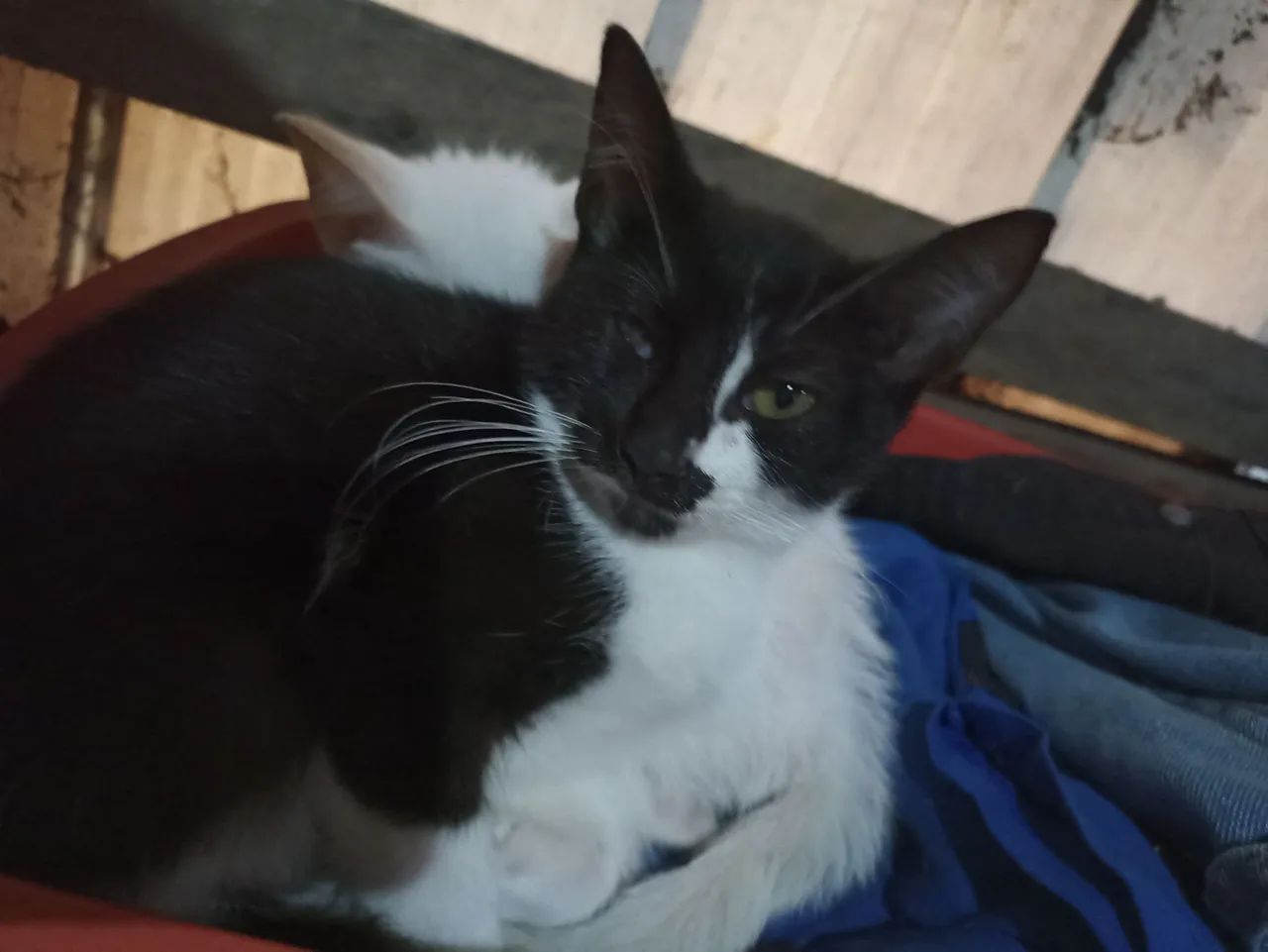 Gata pra adoção  - Foto 4