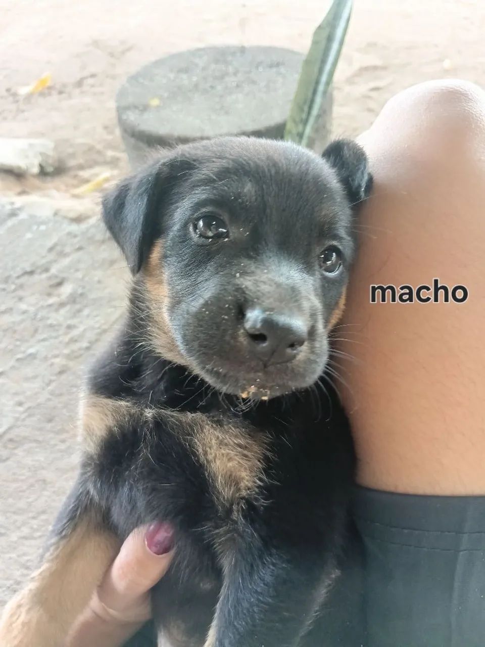 Doação de cachorros - Foto 5