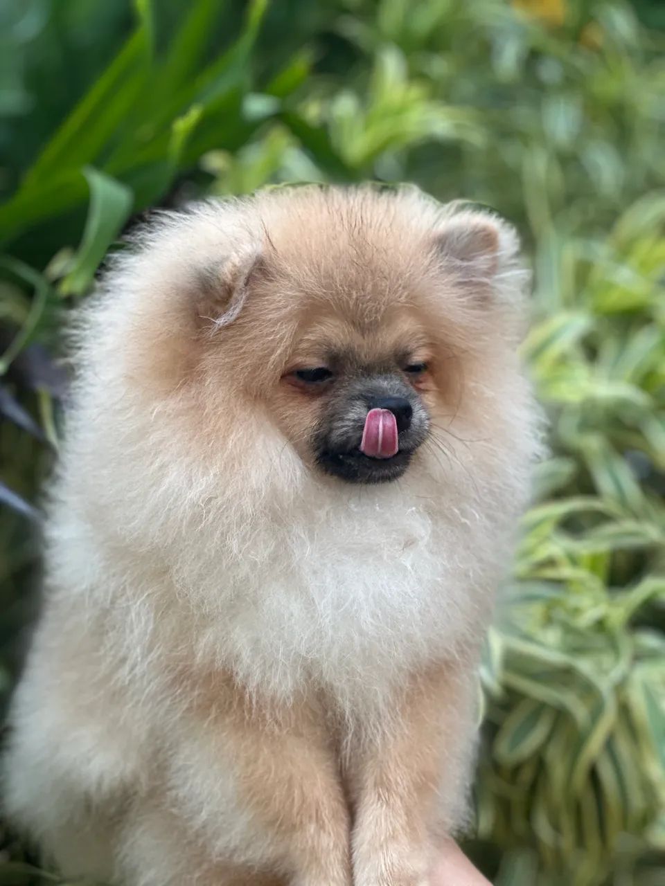 Spitz alemão com 4 vacinas  - Foto 5