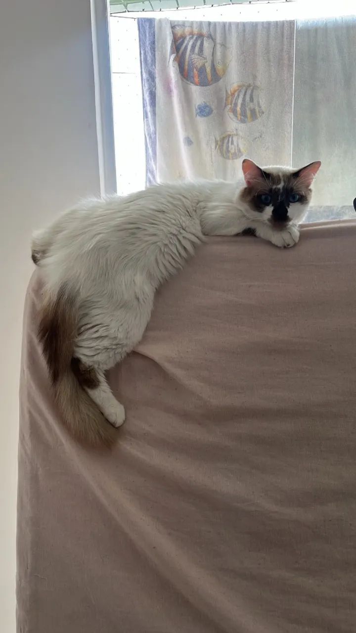 gato branco 