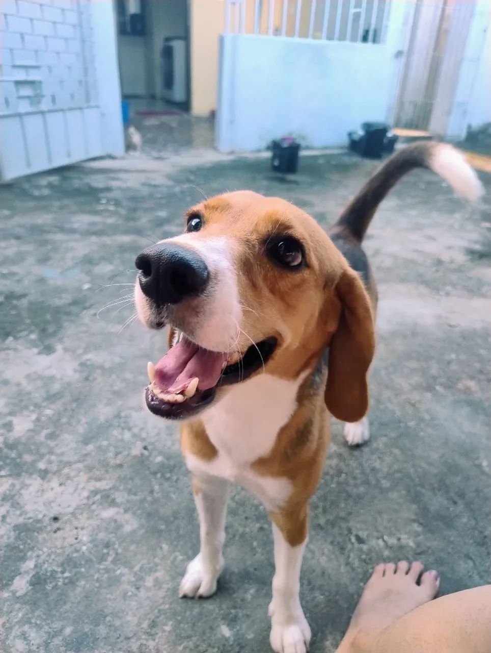 Beagle a procura de namorada. - Foto 5