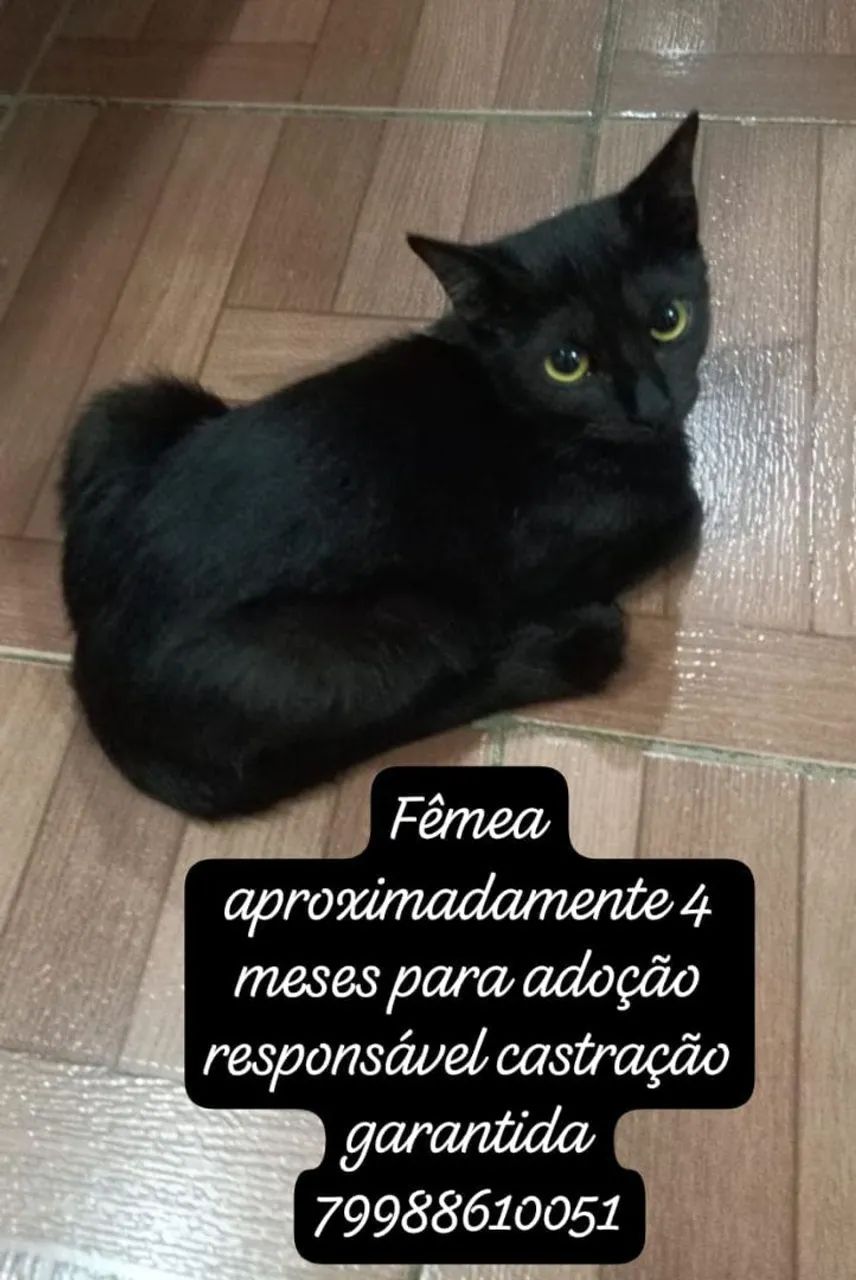 Gatinhos para adoção responsável  - Foto 4