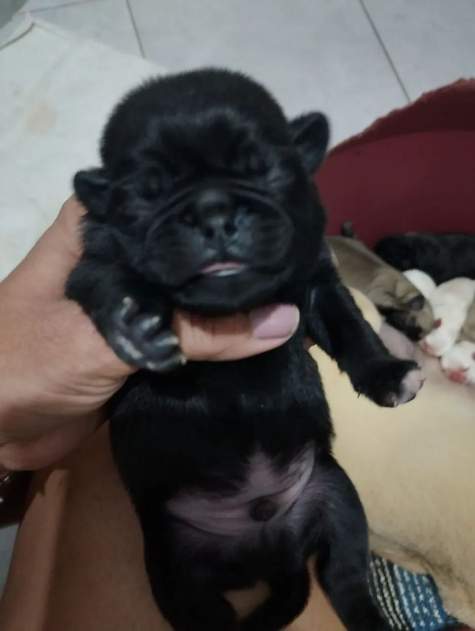 Bebês de Pug pra reserva  - Foto 2