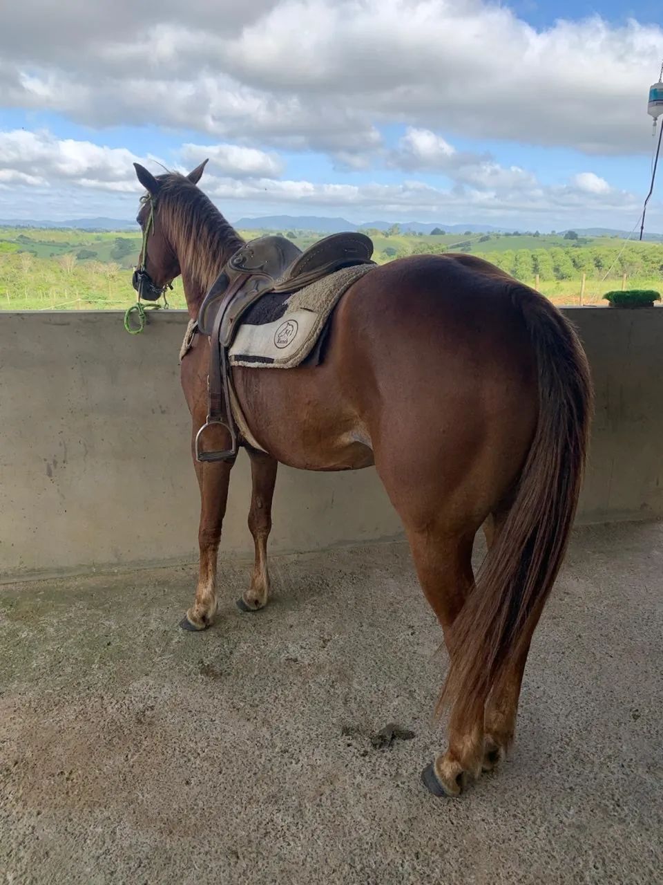 Égua quarto de milha 