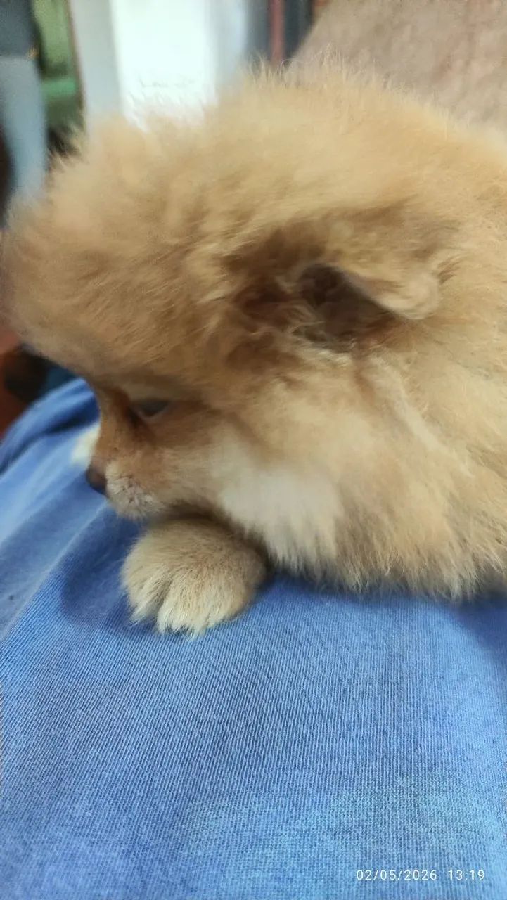 Lulu da Pomerânia filhotes Pronta Entrega - Foto 2