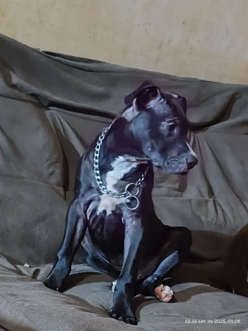 PITBULL DOAÇÃO  - Foto 4