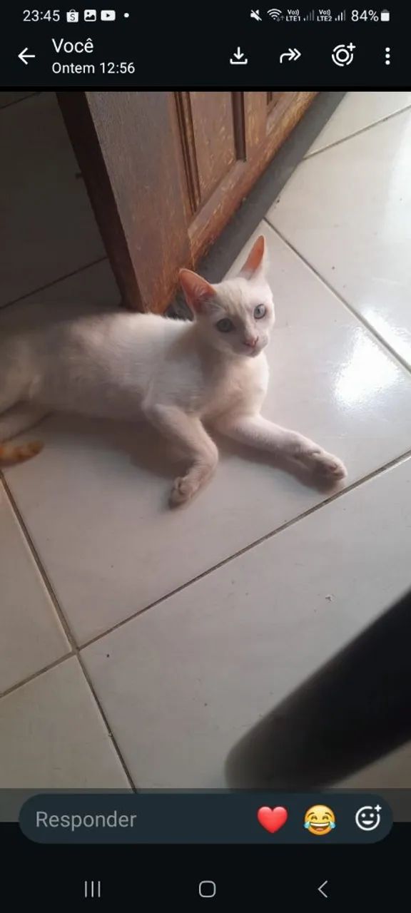 Gato - Foto 2
