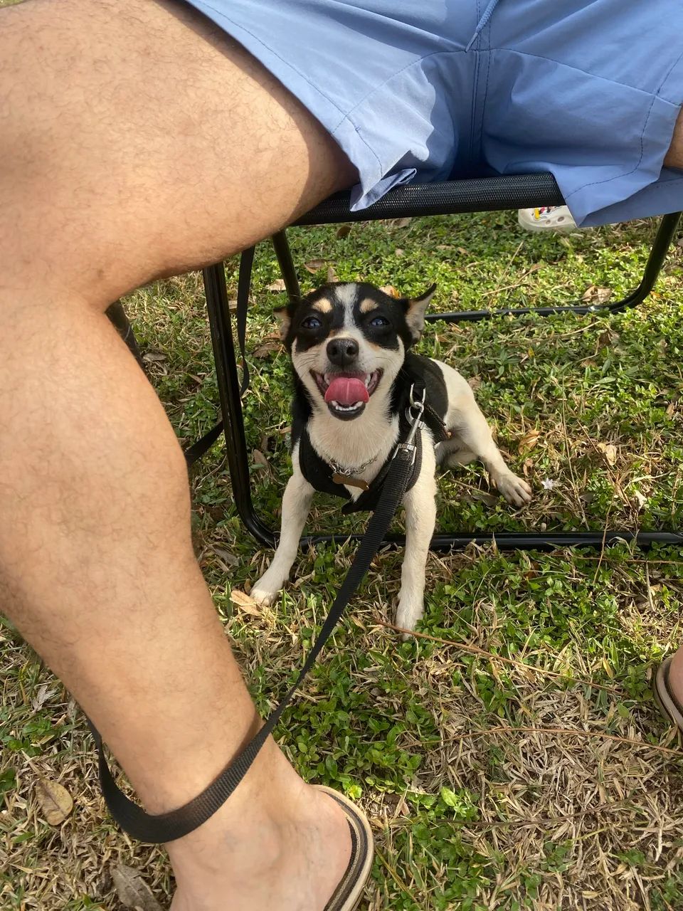 Disponível para cruza Pinscher - Foto 5