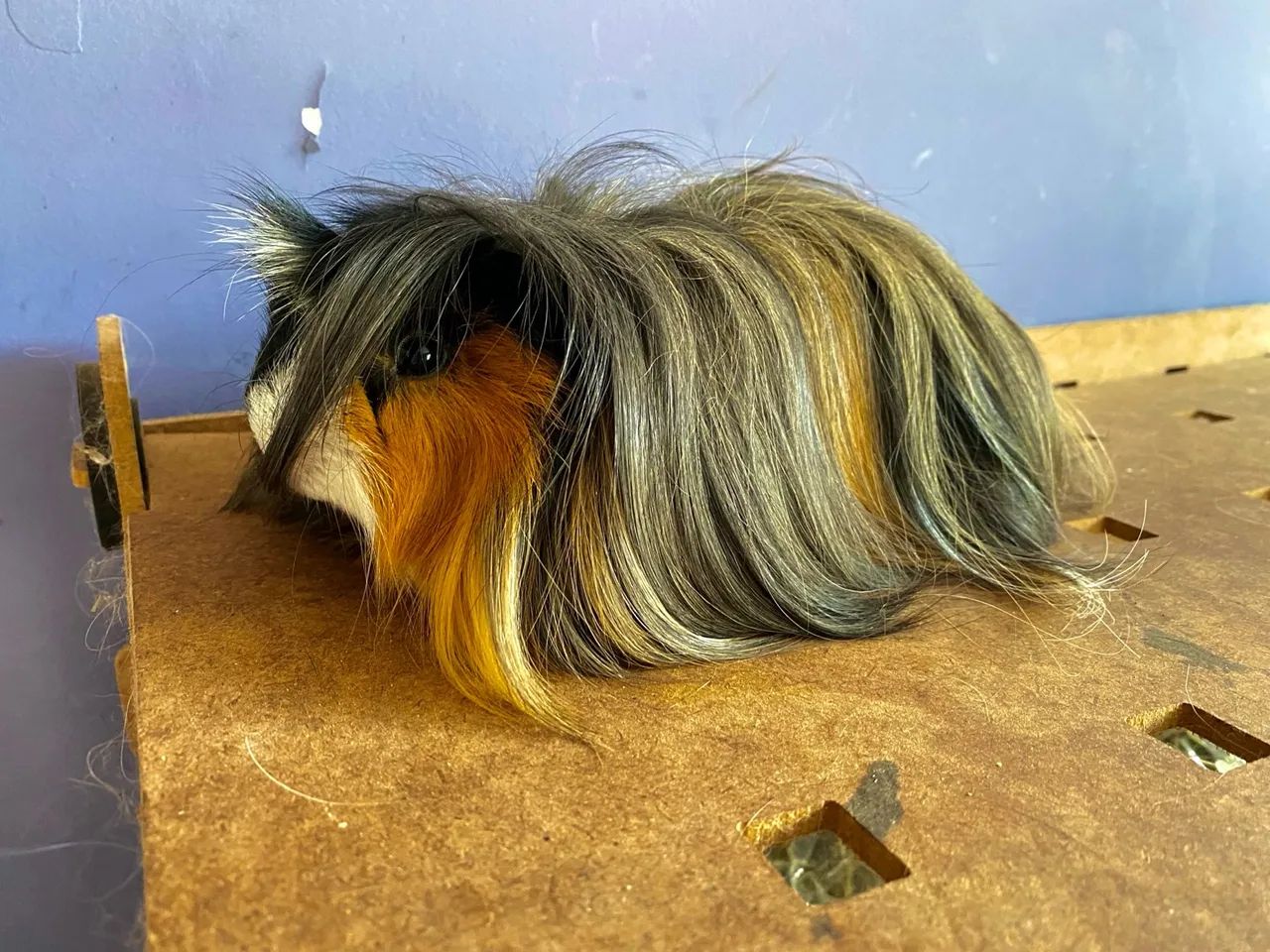 Porquinho da india docel de raça Peruano entregas Janu Moc e região 