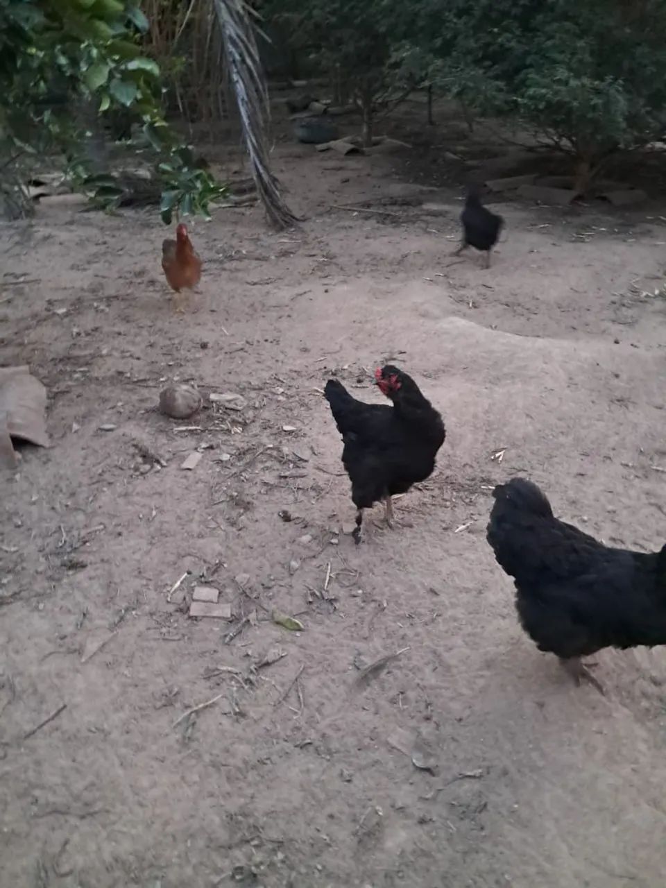 Galinhas de capoeira à venda  - Foto 3